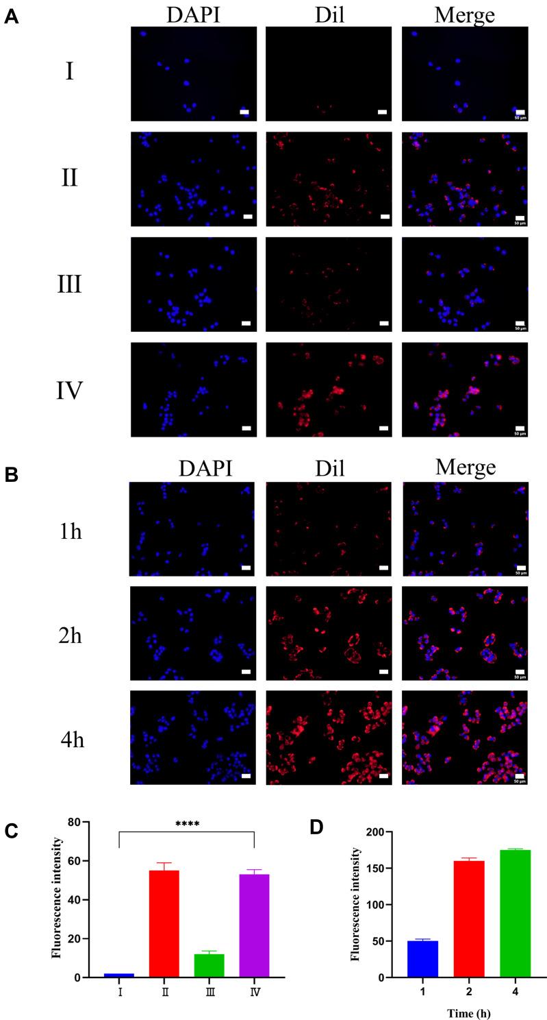 https://cdn.ncbi.nlm.nih.gov/pmc/blobs/81af/8881933/f0829d7c154e/IJN-17-837-g0002.jpg