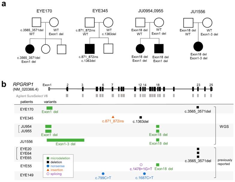 https://cdn.ncbi.nlm.nih.gov/pmc/blobs/81b2/10531429/1f6cf45a3eb2/ijms-24-13678-g001.jpg