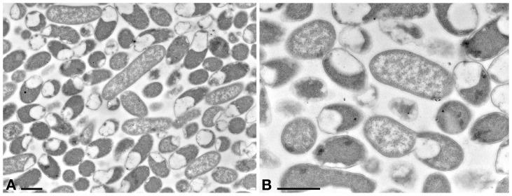 https://cdn.ncbi.nlm.nih.gov/pmc/blobs/81b8/6457097/e874d1af6308/fmicb-10-00510-g004.jpg