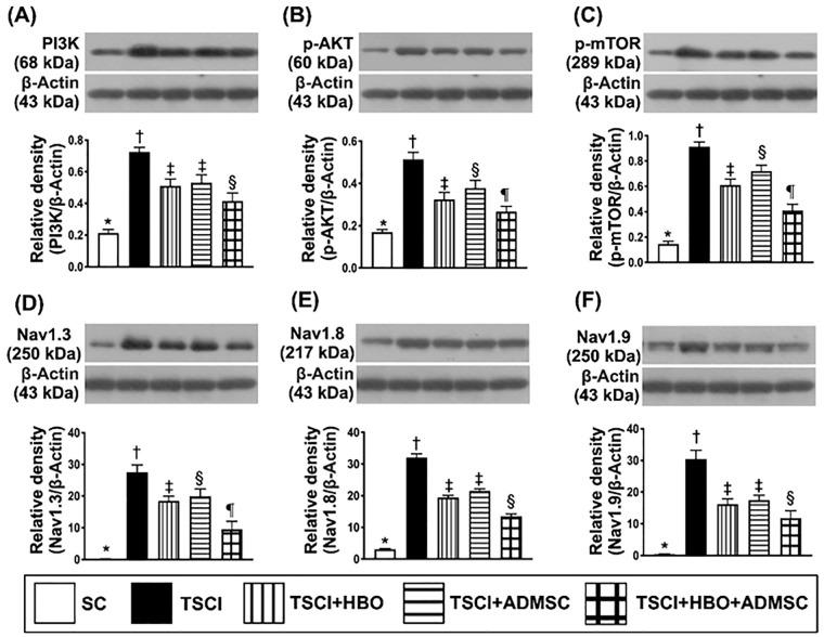 https://cdn.ncbi.nlm.nih.gov/pmc/blobs/81b8/9630901/227b1ff8a3a4/10.1177_09636897221133821-fig4.jpg