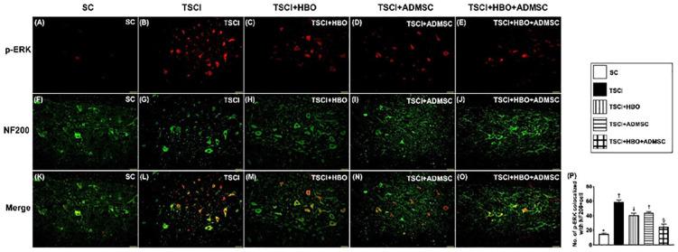 https://cdn.ncbi.nlm.nih.gov/pmc/blobs/81b8/9630901/4fbc83fe1518/10.1177_09636897221133821-fig8.jpg