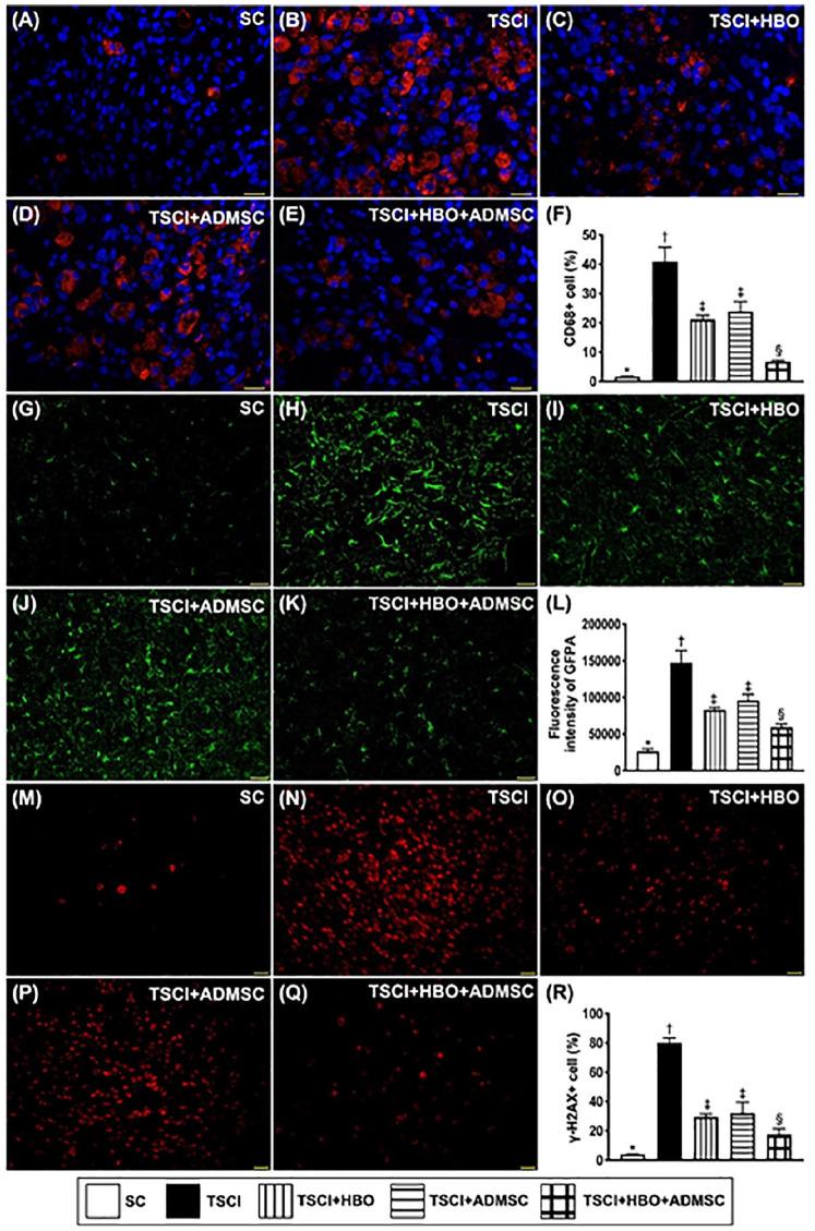 https://cdn.ncbi.nlm.nih.gov/pmc/blobs/81b8/9630901/87ec373e87f0/10.1177_09636897221133821-fig5.jpg