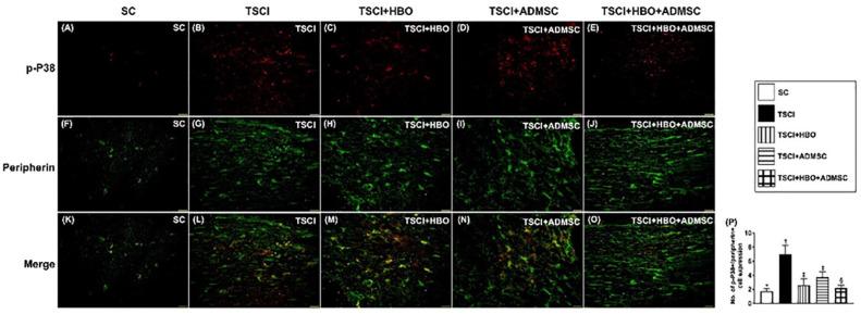 https://cdn.ncbi.nlm.nih.gov/pmc/blobs/81b8/9630901/a303ef9e6d59/10.1177_09636897221133821-fig6.jpg