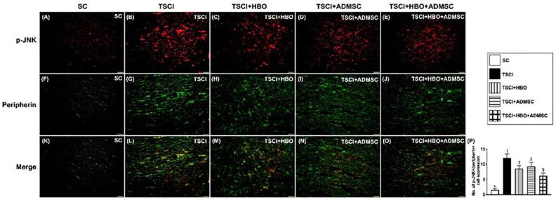 https://cdn.ncbi.nlm.nih.gov/pmc/blobs/81b8/9630901/b48ca3fad13b/10.1177_09636897221133821-fig7.jpg