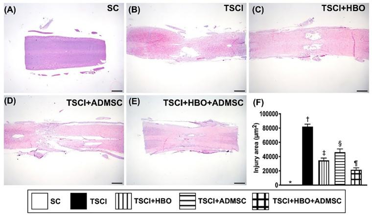 https://cdn.ncbi.nlm.nih.gov/pmc/blobs/81b8/9630901/c4d510caf970/10.1177_09636897221133821-fig2.jpg