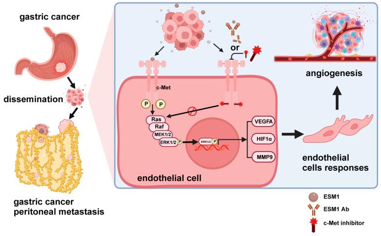 https://cdn.ncbi.nlm.nih.gov/pmc/blobs/81be/10778290/ded8884952dd/cancers-16-00194-g007.jpg