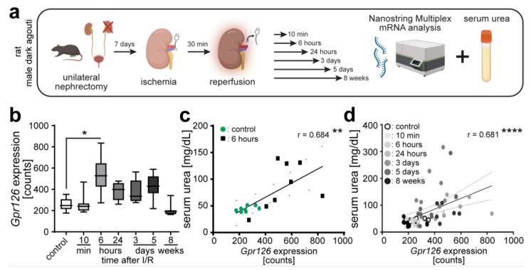 https://cdn.ncbi.nlm.nih.gov/pmc/blobs/81be/11119830/5361f5e24b2e/cells-13-00874-g007.jpg