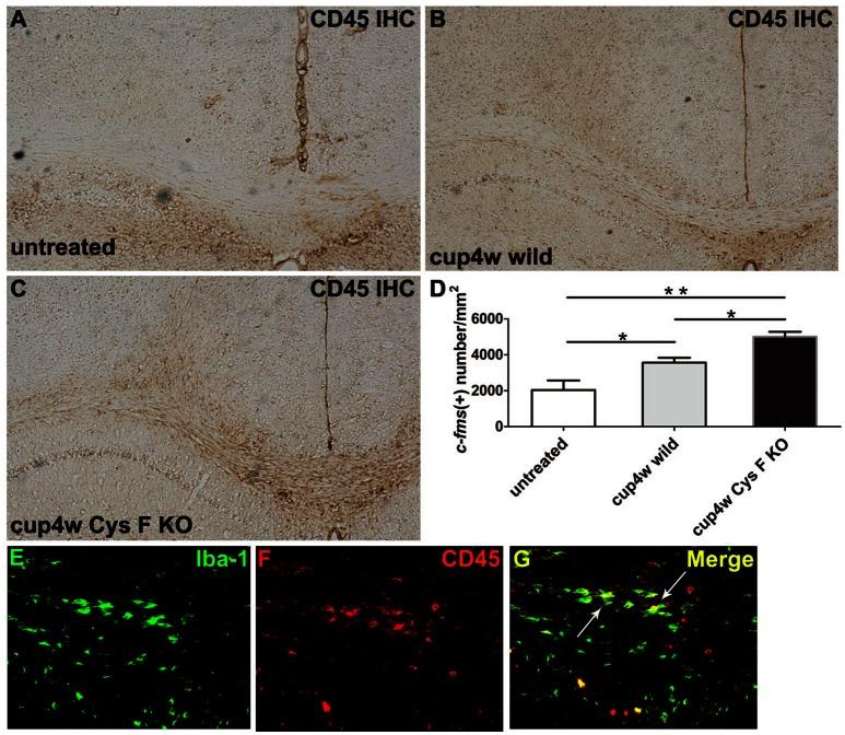 https://cdn.ncbi.nlm.nih.gov/pmc/blobs/81c1/5175397/1ff4c554c078/fnmol-09-00152-g0004.jpg