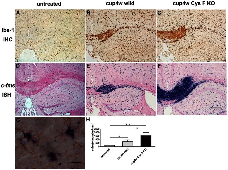 https://cdn.ncbi.nlm.nih.gov/pmc/blobs/81c1/5175397/2993527cbe88/fnmol-09-00152-g0003.jpg
