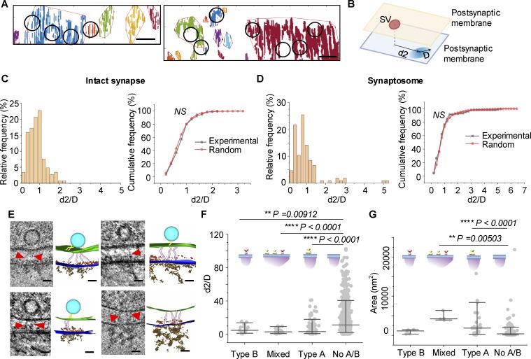 https://cdn.ncbi.nlm.nih.gov/pmc/blobs/81c2/11948668/bda688b193e6/jcb_202406133_fig5.jpg