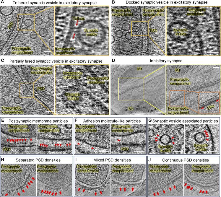 https://cdn.ncbi.nlm.nih.gov/pmc/blobs/81c2/11948668/c895656fc1d4/jcb_202406133_figs1.jpg