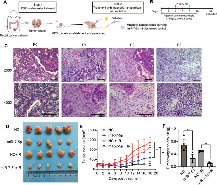 https://cdn.ncbi.nlm.nih.gov/pmc/blobs/81c2/9894908/351812eed4f2/41420_2023_1339_Fig6_HTML.jpg