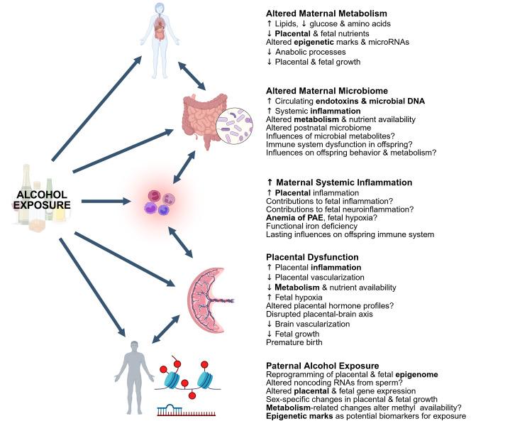 https://cdn.ncbi.nlm.nih.gov/pmc/blobs/81c4/12278911/b6e46c20f6f8/Figure2revised-06232025.jpg