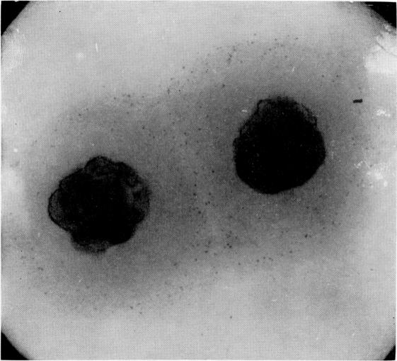 https://cdn.ncbi.nlm.nih.gov/pmc/blobs/81c4/2604001/2ce617ce7380/yjbm00632-0044-a.jpg