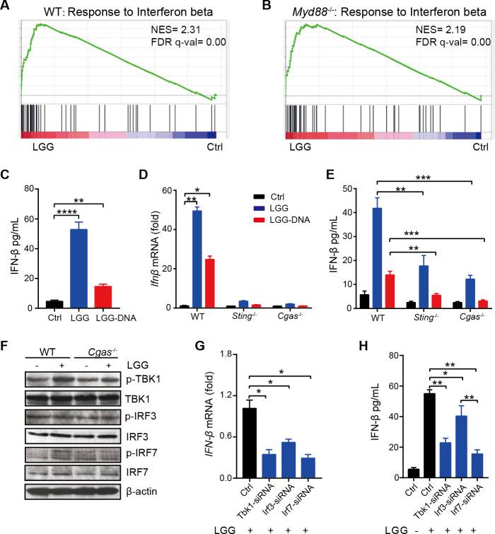 https://cdn.ncbi.nlm.nih.gov/pmc/blobs/81c6/8862069/5f423d655553/gutjnl-2020-323426f06.jpg