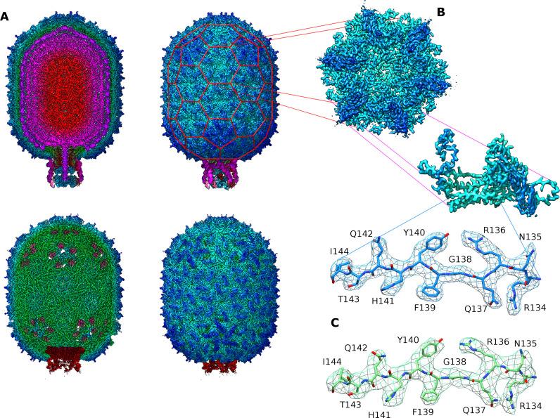 https://cdn.ncbi.nlm.nih.gov/pmc/blobs/81c8/11922011/24b480df06c3/sciadv.adk8779-f2.jpg