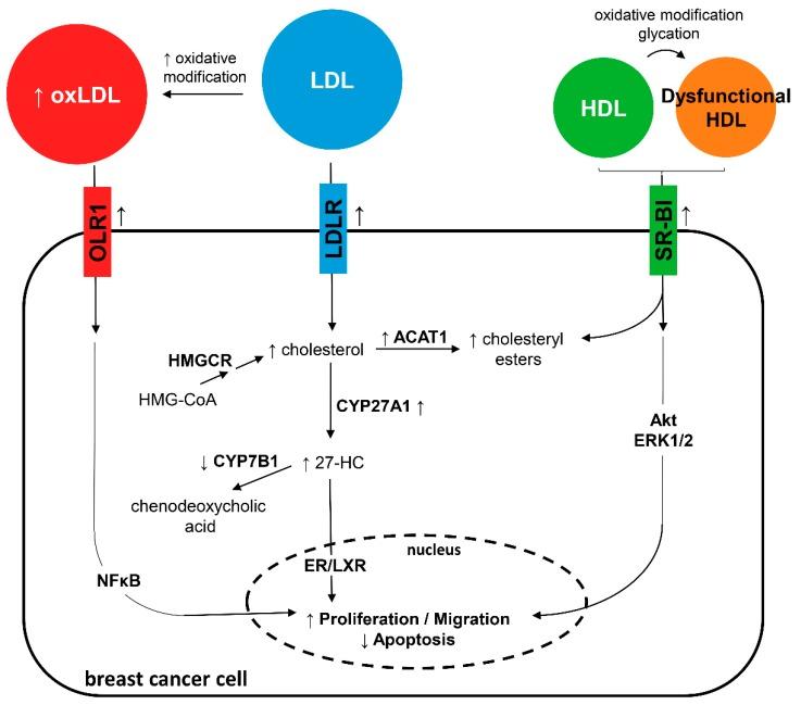 https://cdn.ncbi.nlm.nih.gov/pmc/blobs/81cb/6616617/0a8cb6c82e75/jcm-08-00853-g002.jpg