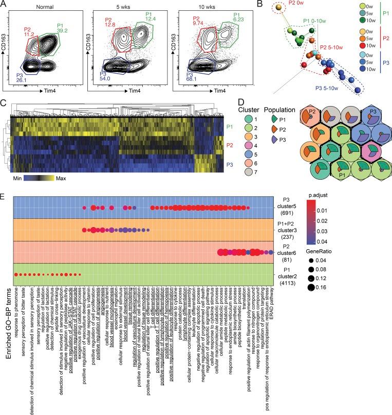 https://cdn.ncbi.nlm.nih.gov/pmc/blobs/81cb/7144521/304fef0a696f/JEM_20191869_Fig5.jpg