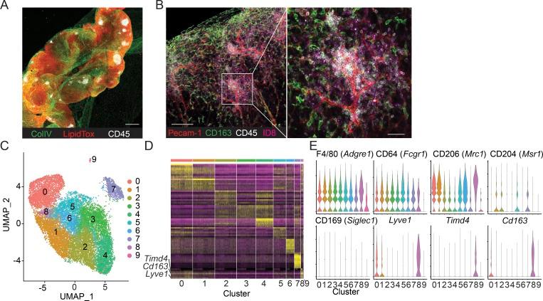 https://cdn.ncbi.nlm.nih.gov/pmc/blobs/81cb/7144521/78d0abde0227/JEM_20191869_Fig2.jpg