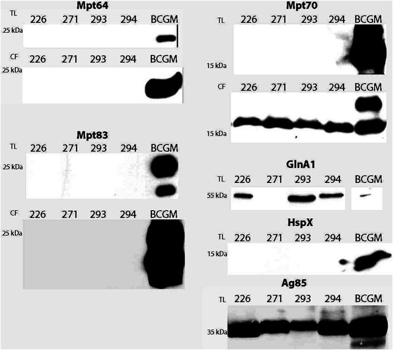 https://cdn.ncbi.nlm.nih.gov/pmc/blobs/81cd/12062998/3cf63fb5c59d/fmicb-16-1558006-g004.jpg