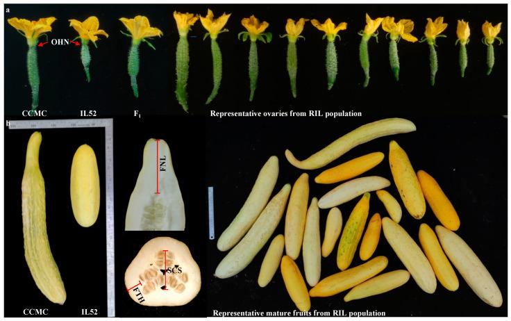 https://cdn.ncbi.nlm.nih.gov/pmc/blobs/81d5/10297961/6373631b5ec5/genes-14-01133-g001.jpg