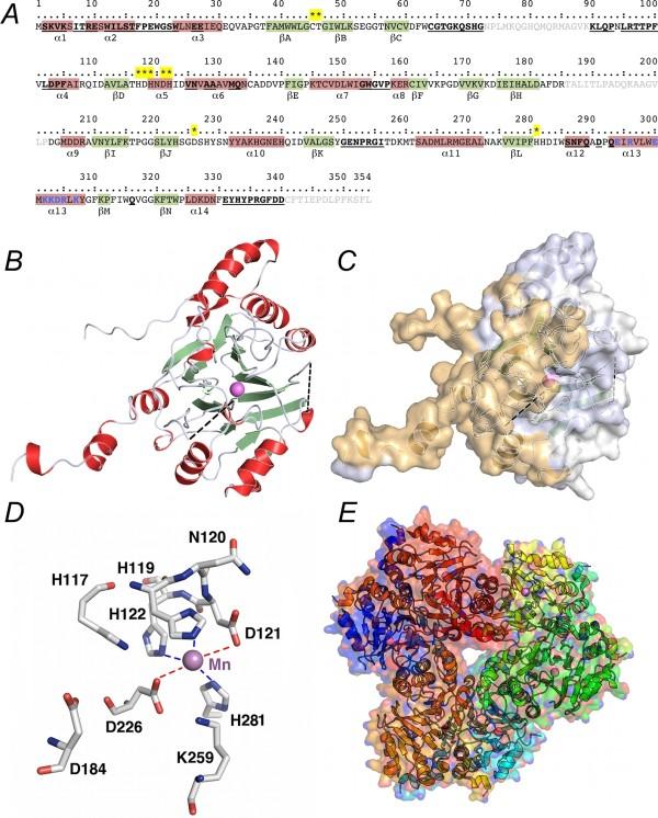 https://cdn.ncbi.nlm.nih.gov/pmc/blobs/81d6/3219644/4185af13554f/1471-2148-11-273-1.jpg