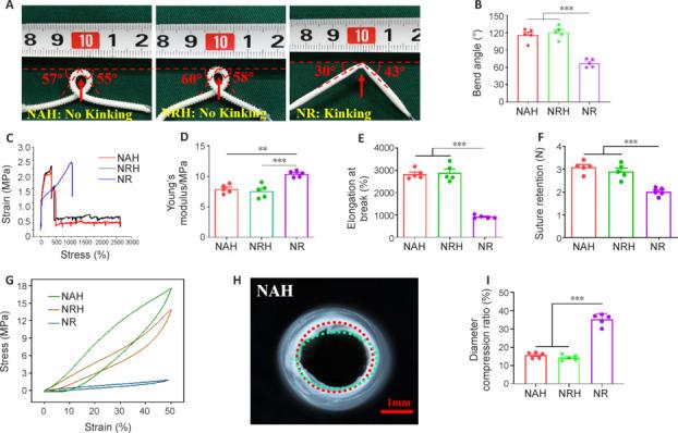 https://cdn.ncbi.nlm.nih.gov/pmc/blobs/81d7/11691465/2a6be84c6a64/NRR-20-2084-g003.jpg