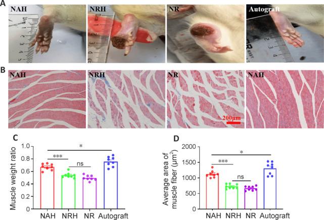 https://cdn.ncbi.nlm.nih.gov/pmc/blobs/81d7/11691465/6605442ad2df/NRR-20-2084-g007.jpg