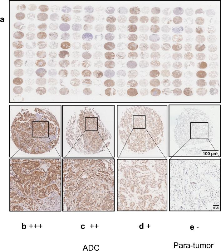 https://cdn.ncbi.nlm.nih.gov/pmc/blobs/81dc/10908023/6f4eb9d9ccaa/12885_2024_12019_Fig5_HTML.jpg