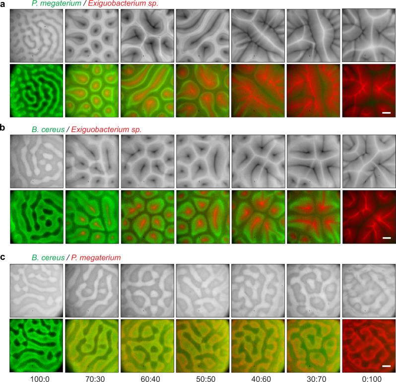 https://cdn.ncbi.nlm.nih.gov/pmc/blobs/81dc/11754595/2714094ce06b/41467_2025_56244_Fig3_HTML.jpg