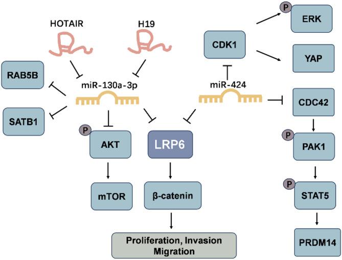 https://cdn.ncbi.nlm.nih.gov/pmc/blobs/81dc/12085831/0c346ae5ae91/12935_2025_3804_Fig5_HTML.jpg