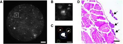 https://cdn.ncbi.nlm.nih.gov/pmc/blobs/81dc/2795438/61162ddeff37/6605436f4.jpg