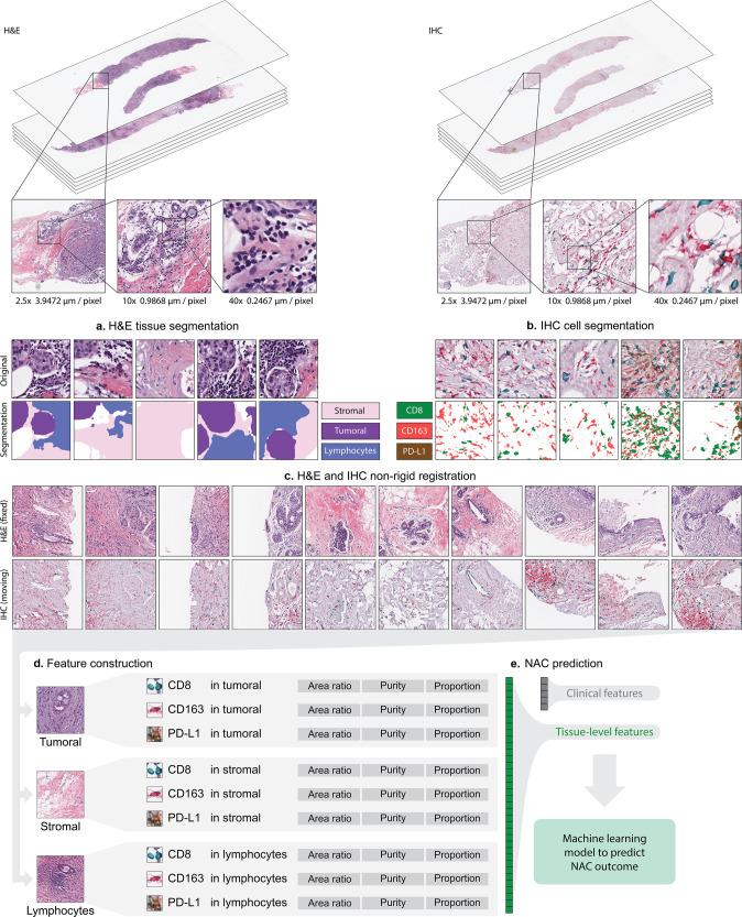 https://cdn.ncbi.nlm.nih.gov/pmc/blobs/81de/9883475/21a9d345db34/41698_2023_352_Fig1_HTML.jpg