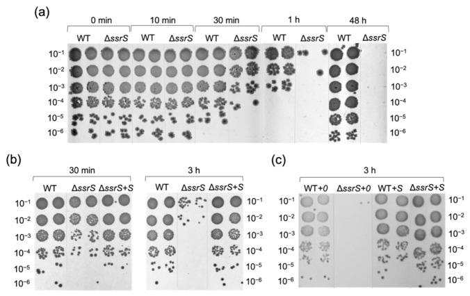 https://cdn.ncbi.nlm.nih.gov/pmc/blobs/81e2/8998176/3d45f1630ee4/ijms-23-03653-g005.jpg