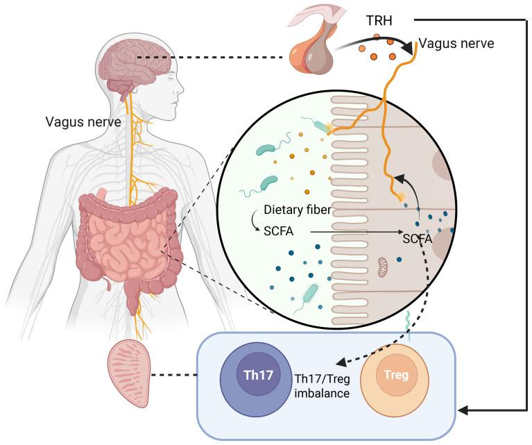 https://cdn.ncbi.nlm.nih.gov/pmc/blobs/81e4/12270845/7ce6dd1a44d4/fendo-16-1628094-g001.jpg