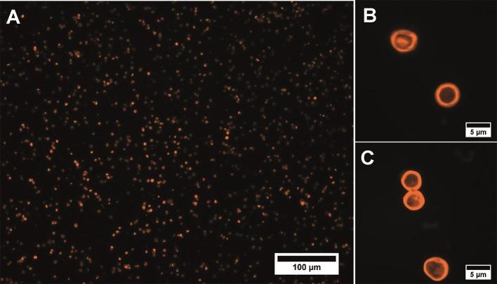 https://cdn.ncbi.nlm.nih.gov/pmc/blobs/81e4/6363708/8ffd7c5e2523/fchem-07-00034-g0001.jpg