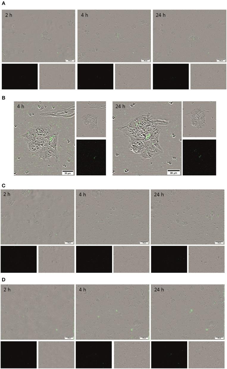 https://cdn.ncbi.nlm.nih.gov/pmc/blobs/81e4/6363708/b1f6af8802c1/fchem-07-00034-g0006.jpg
