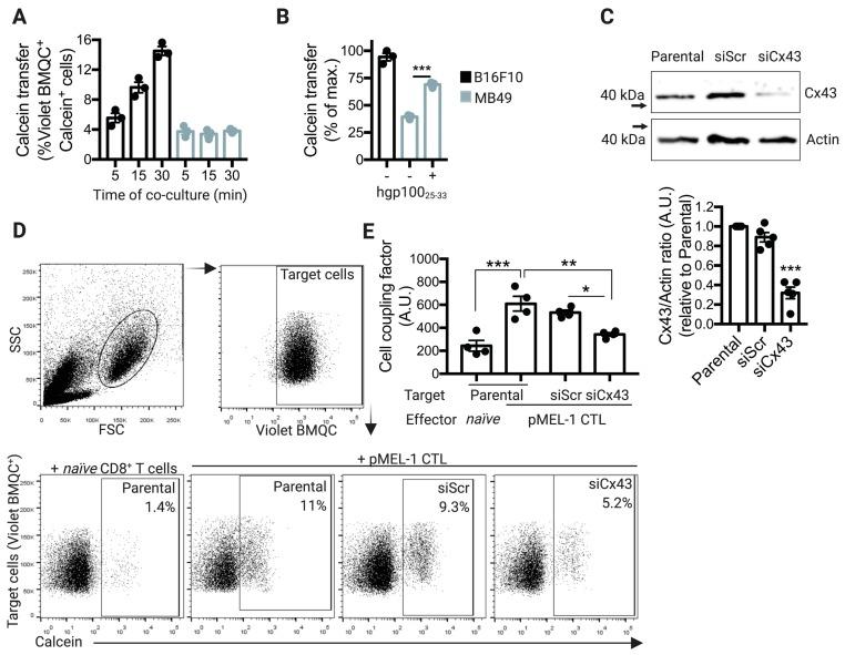 https://cdn.ncbi.nlm.nih.gov/pmc/blobs/81e6/6769613/db2169d06093/ijms-20-04509-g002.jpg