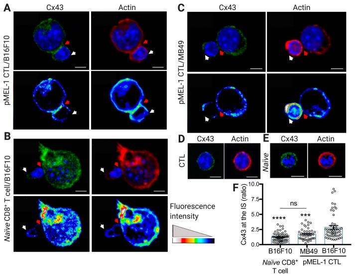 https://cdn.ncbi.nlm.nih.gov/pmc/blobs/81e6/6769613/e48530e0b138/ijms-20-04509-g001.jpg