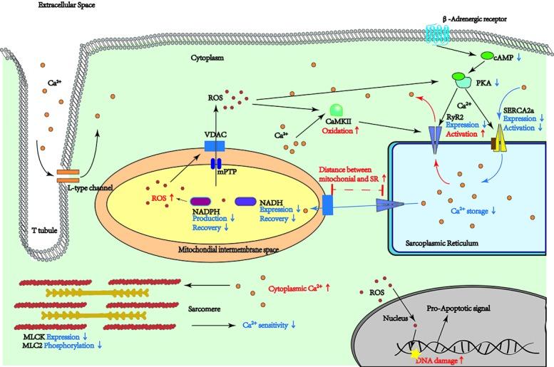 https://cdn.ncbi.nlm.nih.gov/pmc/blobs/81eb/7069457/729c85dbdb50/ad-11-2-365-g1.jpg