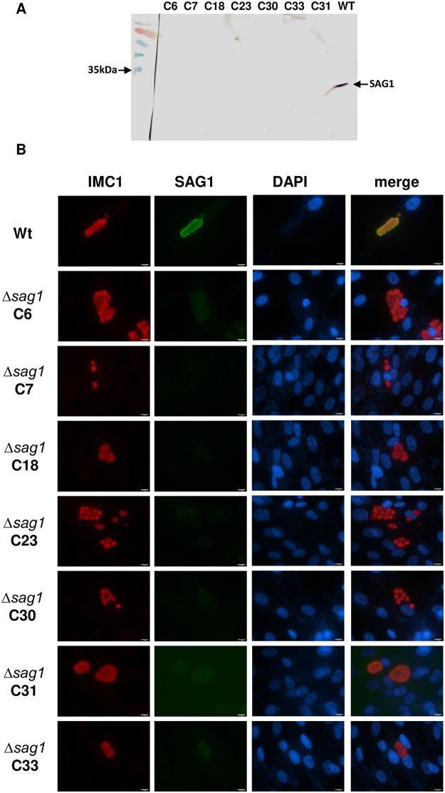 https://cdn.ncbi.nlm.nih.gov/pmc/blobs/81ed/9481009/8117b4d5f894/pone.0271011.g002.jpg