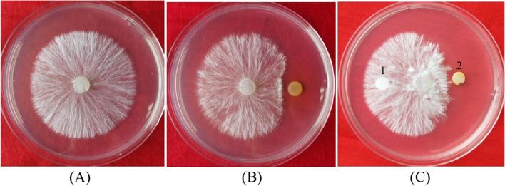 https://cdn.ncbi.nlm.nih.gov/pmc/blobs/81f1/8729073/a95ae4247721/12866_2021_2420_Fig1_HTML.jpg
