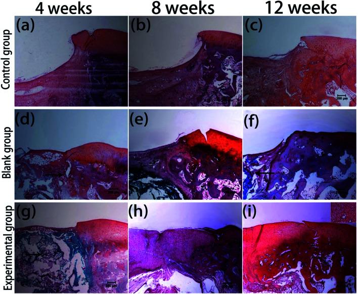 https://cdn.ncbi.nlm.nih.gov/pmc/blobs/81f1/9077838/68da4786d3e1/c7ra11593h-f13.jpg
