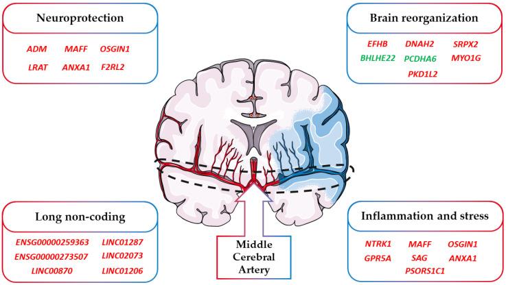 https://cdn.ncbi.nlm.nih.gov/pmc/blobs/81f7/10377198/f0b1df1e24f9/brainsci-13-00986-g004.jpg