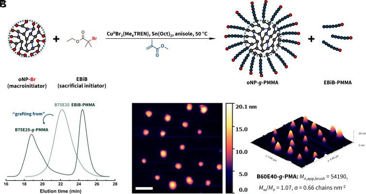 https://cdn.ncbi.nlm.nih.gov/pmc/blobs/81f8/11260123/138b0636e63e/pnas.2406337121fig05.jpg