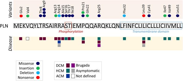 https://cdn.ncbi.nlm.nih.gov/pmc/blobs/81f8/12185491/0155407e0706/fcell-13-1626242-g002.jpg