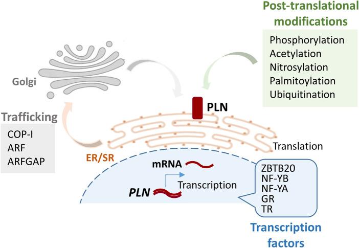 https://cdn.ncbi.nlm.nih.gov/pmc/blobs/81f8/12185491/e121b9655996/fcell-13-1626242-g001.jpg