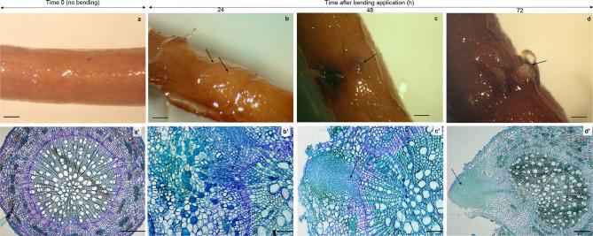 https://cdn.ncbi.nlm.nih.gov/pmc/blobs/8202/7641218/a7dfb0cc87c1/41598_2020_75150_Fig1_HTML.jpg