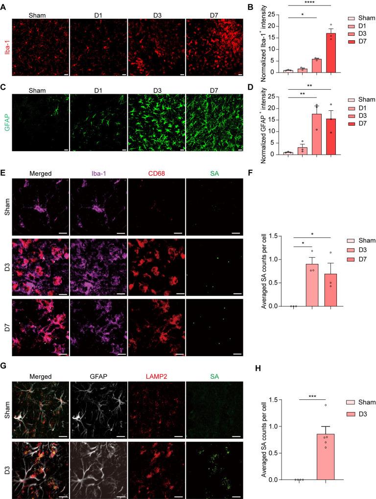 https://cdn.ncbi.nlm.nih.gov/pmc/blobs/8207/12121917/e812dd26ee94/ppat.1013126.g002.jpg
