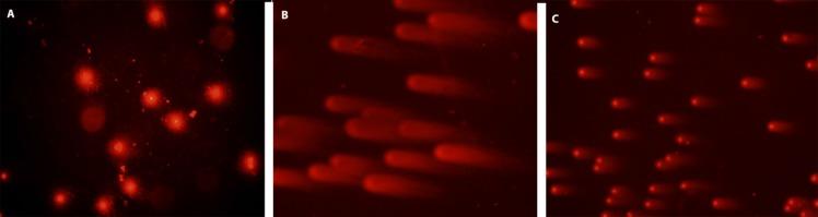https://cdn.ncbi.nlm.nih.gov/pmc/blobs/8207/5423248/553ae8787466/ijpr-16-210-g001.jpg